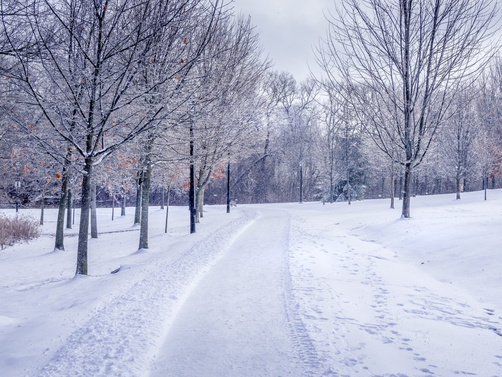 snow covered road between bare trees under cloudy sky during daytime